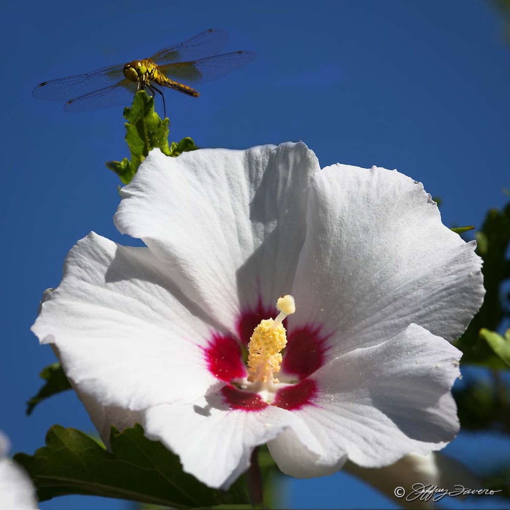 Dragonfly Hibiscus