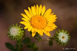 Yellow Flower Between Buds