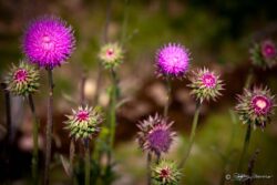 Thistle Blossoms