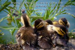 Who Matters - Ducklings