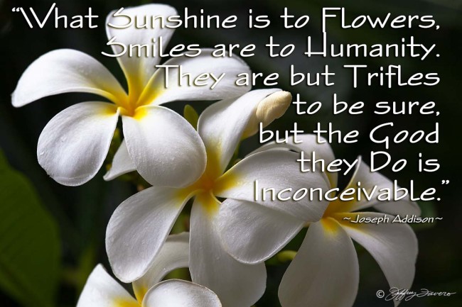 Sunshine Is To Flowers - Frangiapani