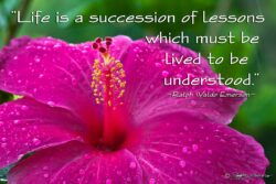 Succession Of Lessons - Hibiscus