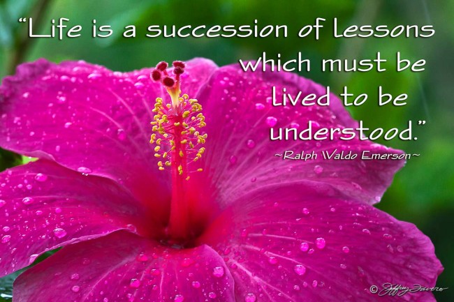 Succession Of Lessons - Hibiscus