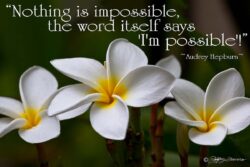 I'm Possible - Plumeria