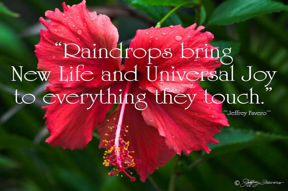 Raindrops Bring New Life - Hibiscus