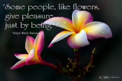 Give Pleasure - Tri-Colored Plumeria