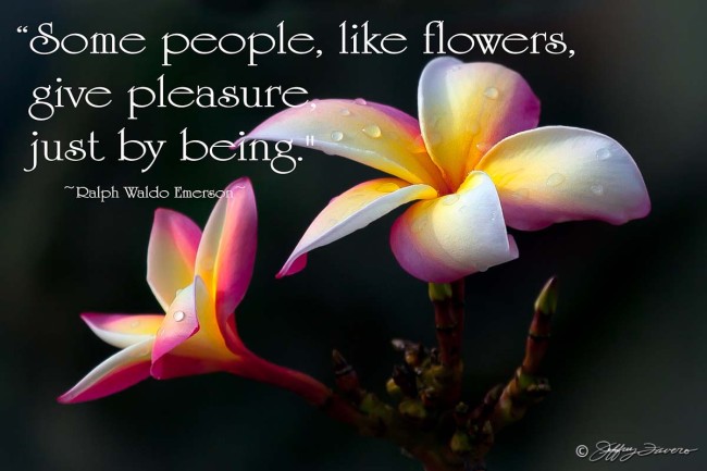 Give Pleasure - Tri-Colored Plumeria