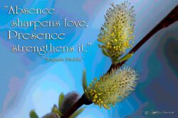 Absence Sharpens Love - Pussy Willow Buds