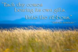 Bearing Gifts - Summer Wheatgrass