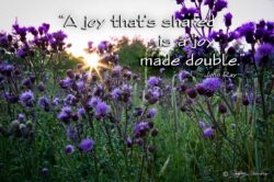 Joy Made Double - Sunburst Thistle