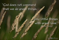 Great Things - Wheatgrass