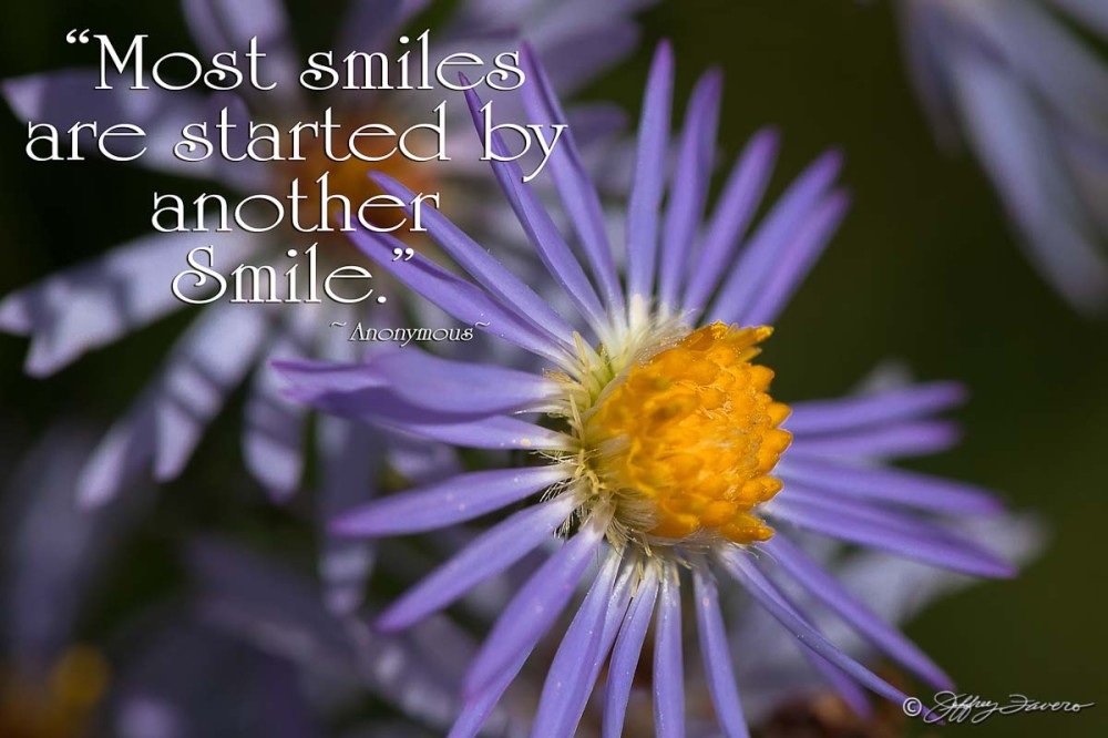 Most Smiles - Purple Wildflower