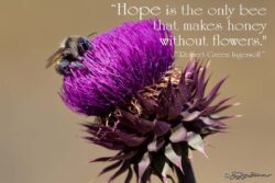 Bee And Thistle - Honey Without Flowers