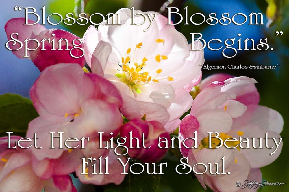 Light And Beauty - Spring Blossoms