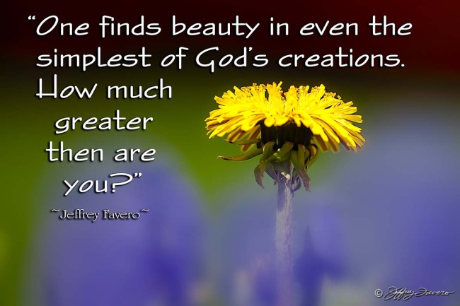 God's Creations - Yellow Dandelion