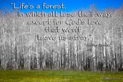 God's Love - Quaking Aspen