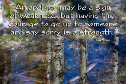 Apology - Quaking Aspen Reflection