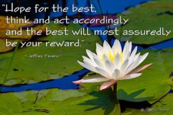 Hope For The Best - Lily Pad Blossom