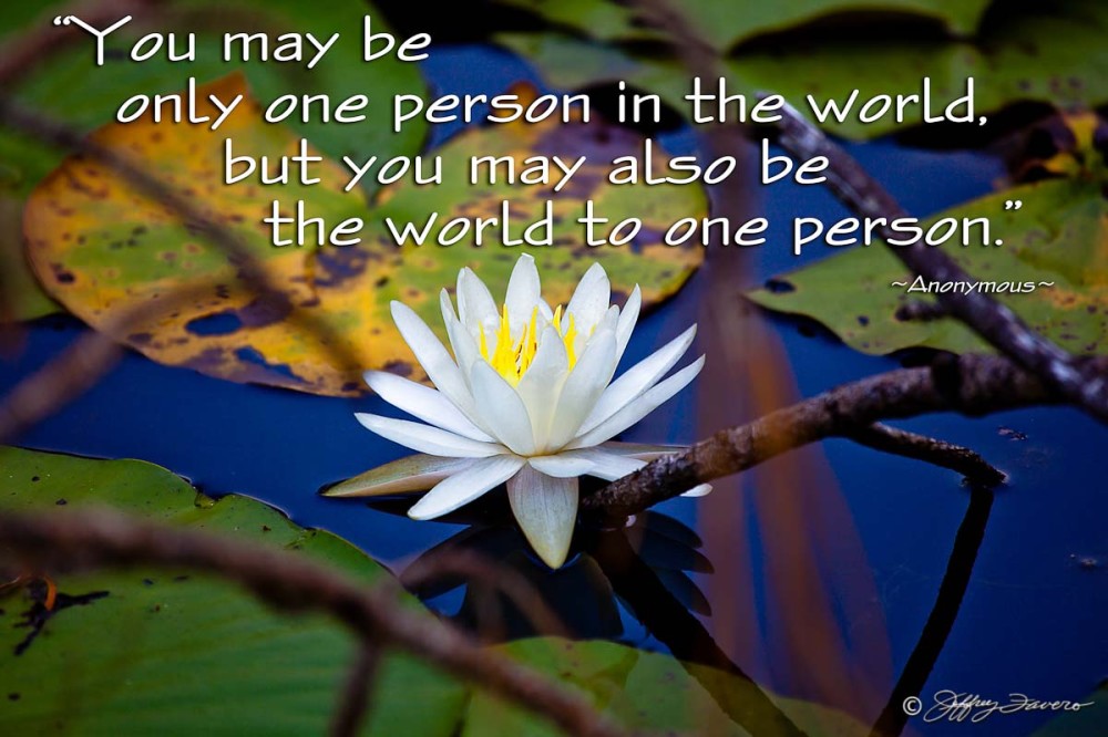 Only One Person - Lily Pad Blossom