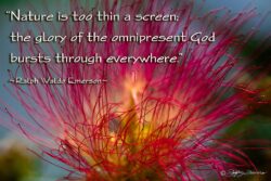 Omnipresent God - Mimosa Blossom