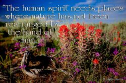 Human Spirit - Indian Paintbrush