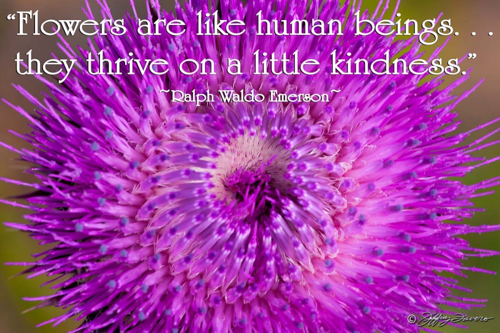 Kindness - Thistle