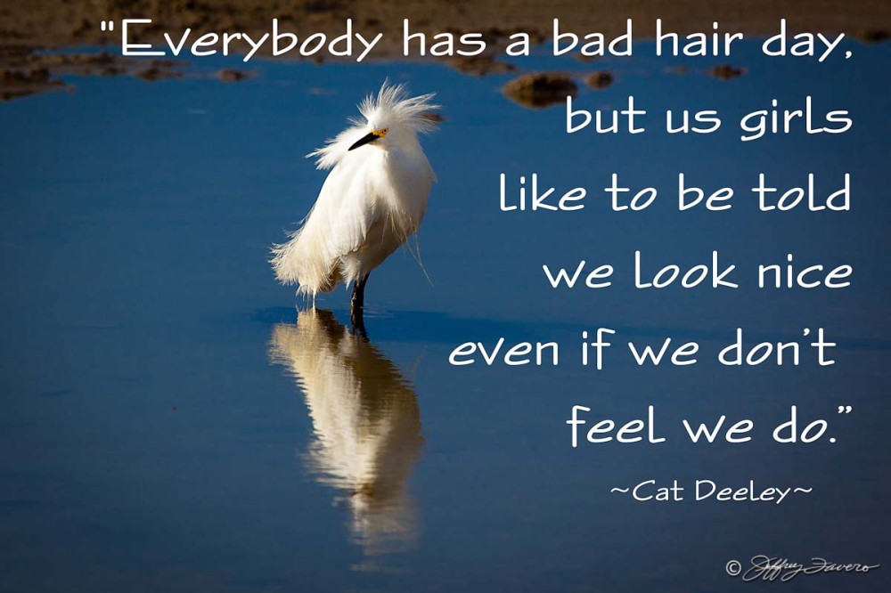 Bad Hair Day - Bird Reflection