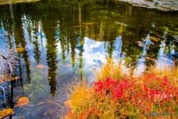 High Uinta Pine Reflection