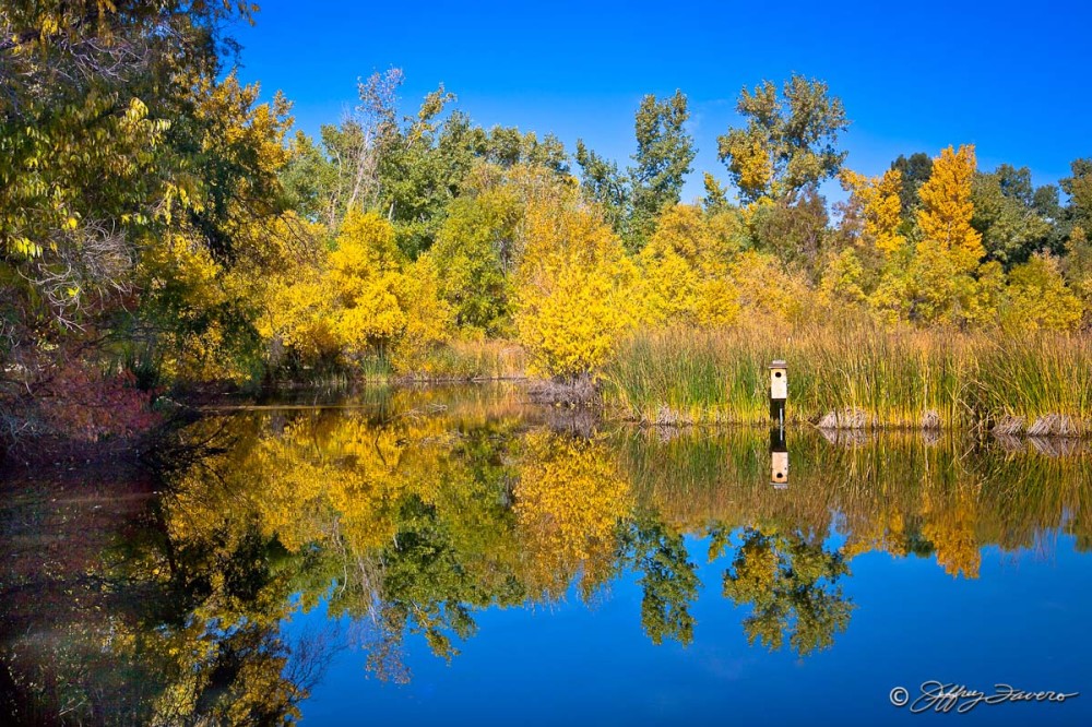 Fall Beus Pond