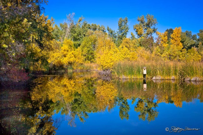 Fall Beus Pond
