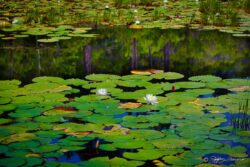 Lily Pad Reflection