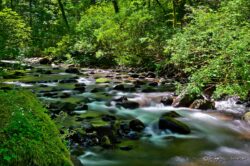 Stream Feeding Columbia River