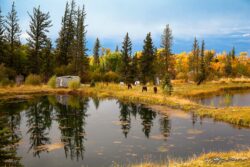 Fall Pond Horses