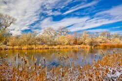 Early Winter Cattails - Marriot/Slaterville