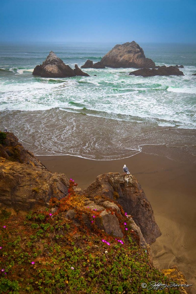 Point Lobos - San Francisco