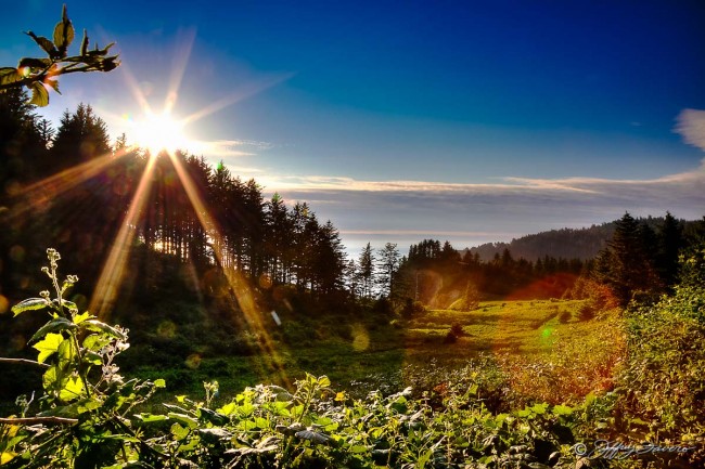 Oregon Coast Sun