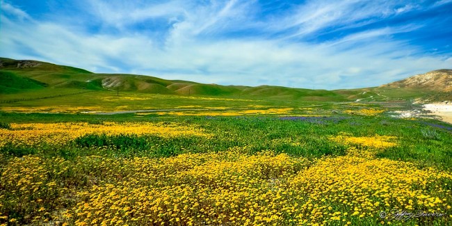 Spring Wildflowers - Taft, CA