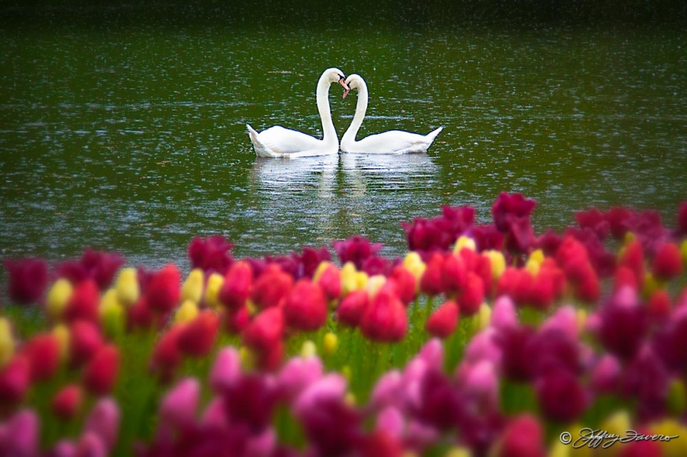 Keukenhof Swans And Tulips