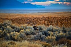Antelope Island Deer