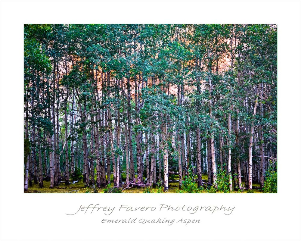 Emerald Quaking Aspen