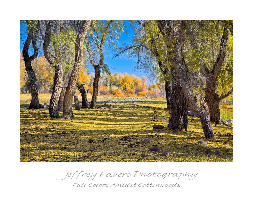 Fall Colors Amidst Cottonwoods