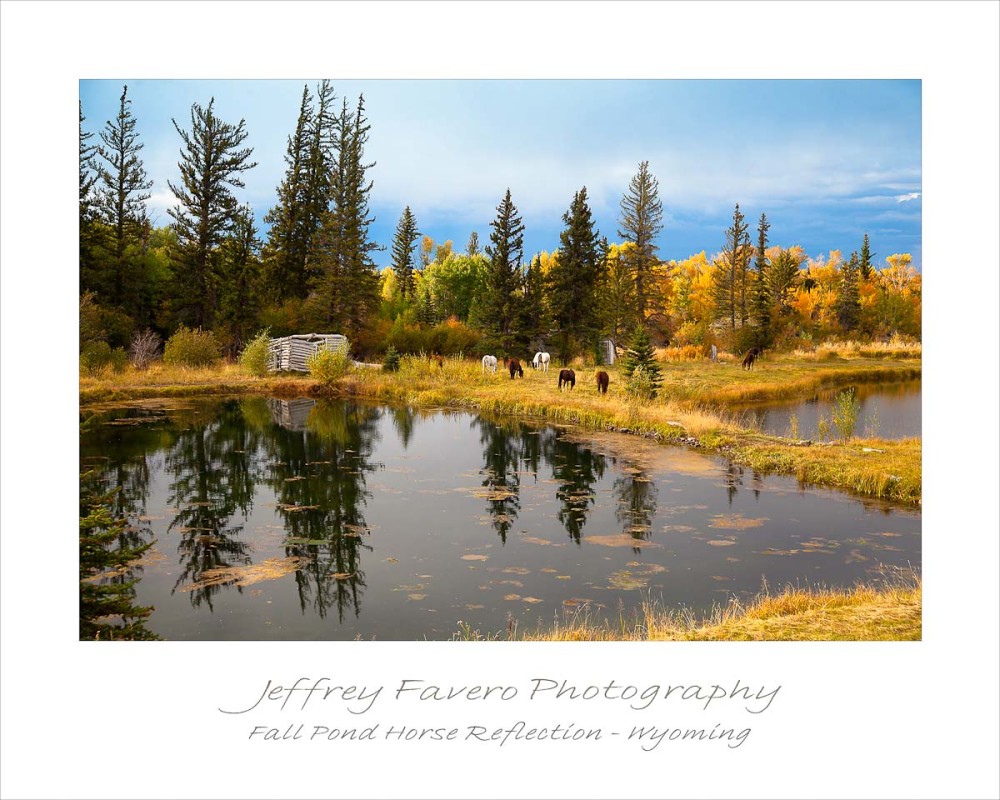 Fall Pond Horse Reflection