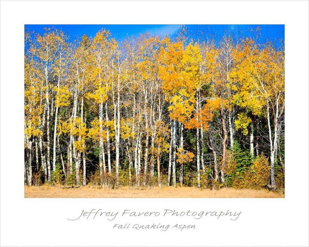 Fall Quaking Aspen