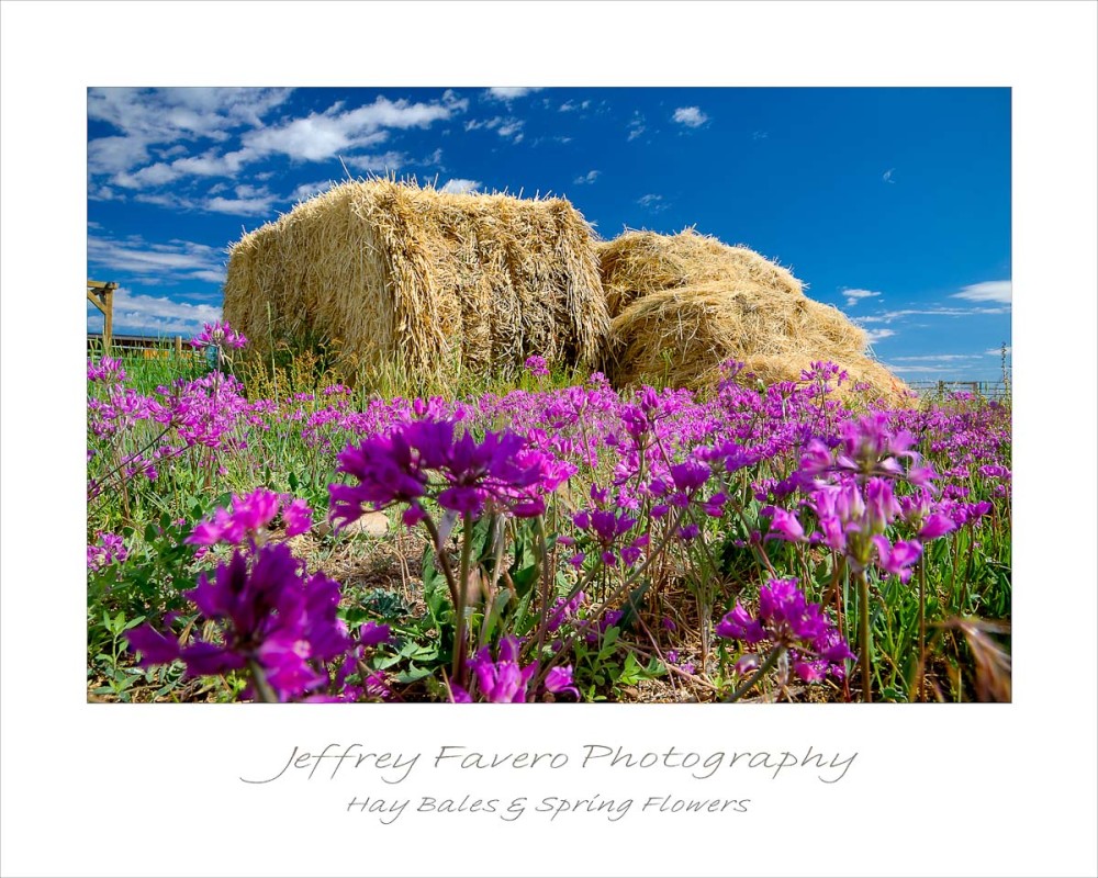 Hay Bales and Spring Flowers