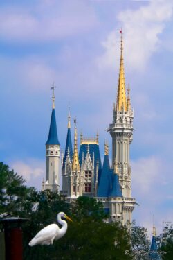 Castle & Egret - Magic Kingdom, Orando