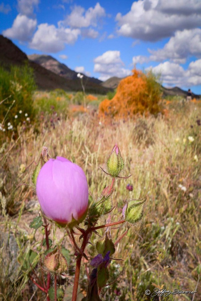 Spring Bloom - Death Valley National Park