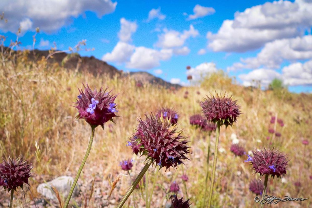 Death Valley National Park - Spring Flowers