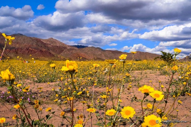 Spring In Death Valley National Park