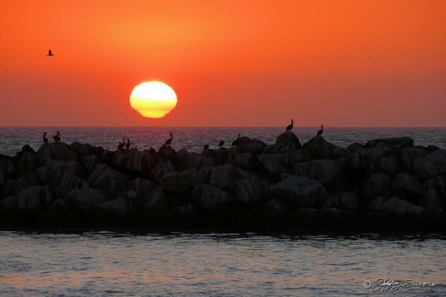 Pelican Sunset - Channel Islands National Park