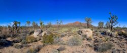 Mojave National Preserve